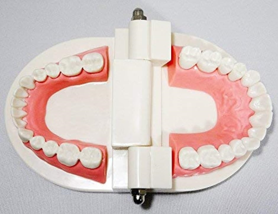 c my select 歯 模型 歯列模型 歯模型 実物大 モデル 180度 開閉式 歯ブラシ MDM( 1：歯ブラシセット,  実物大)｜horikku｜05