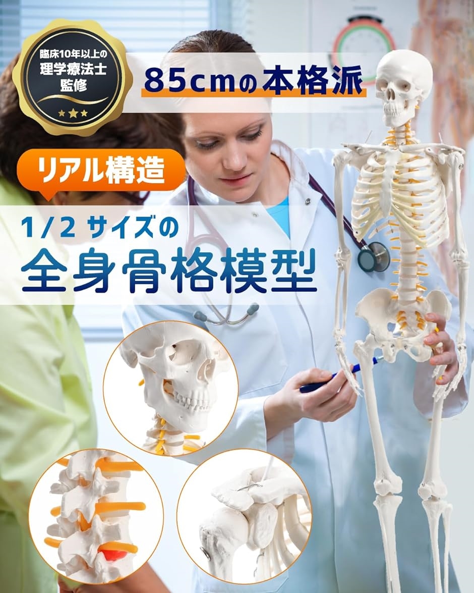 KIYOMARU グイッと動かせる大腿骨付き骨盤模型 人体模型 骨模型 理学