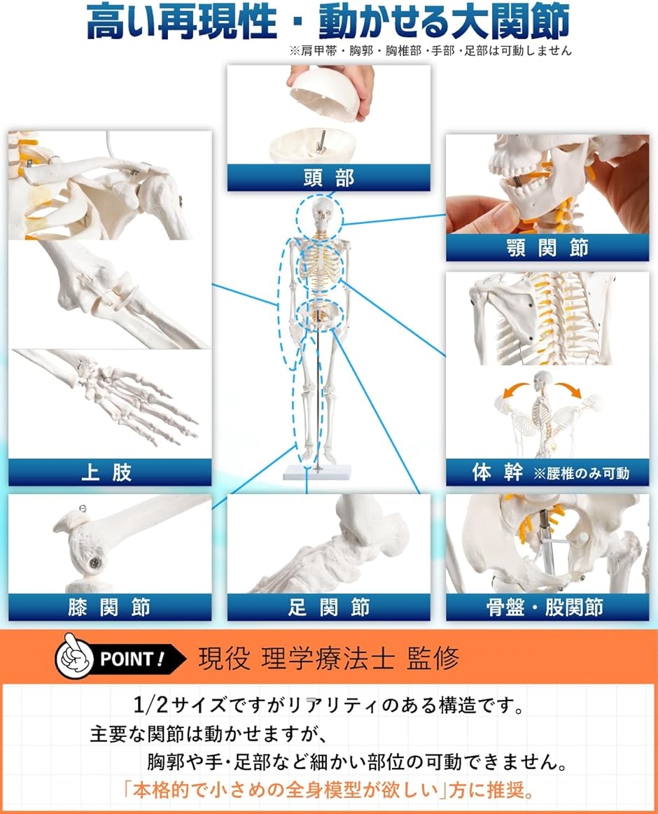 KIYOMARU リアルで再現性の高い1/2サイズの全身骨格模型 人体模型 骨模型 理学療法士監修 約85cm 骨格標本 骨格モデル