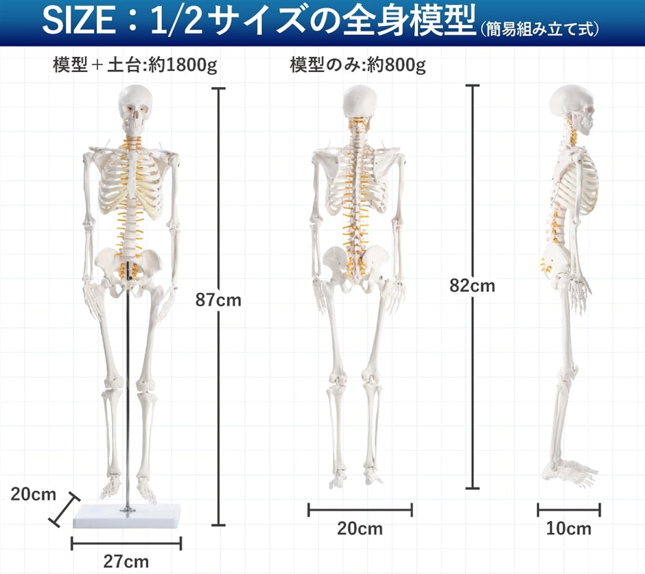 KIYOMARU リアルで再現性の高い1/2サイズの全身骨格模型 人体模型 骨模型 理学療法士監修 約85cm 骨格標本 骨格モデル