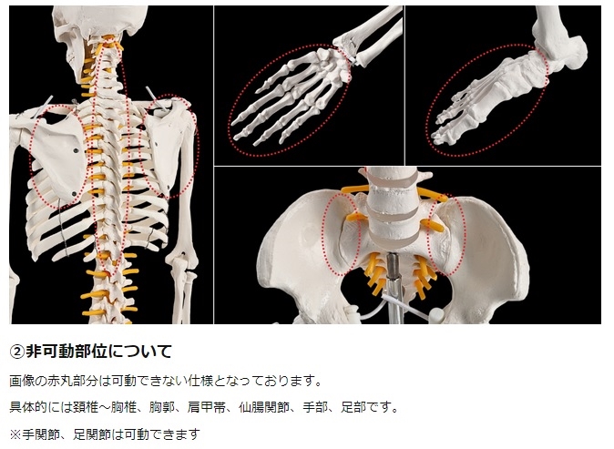 KIYOMARU リアルで再現性の高い1/2サイズの全身骨格模型 人体模型 骨模型 理学療法士監修 約85cm 骨格標本 骨格モデル