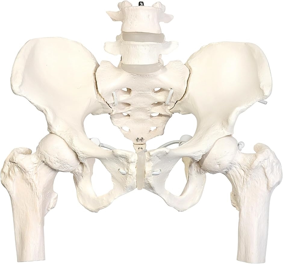 グイッと動かせる大腿骨付き骨盤模型 人体模型 骨模型 理学療法士監修 骨格標本 伸縮コード 女性
