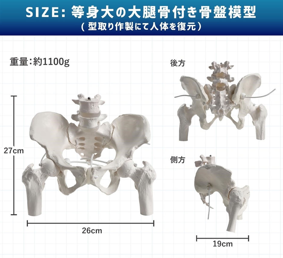 人体骨格模型の商品一覧 通販 - Yahoo!ショッピング