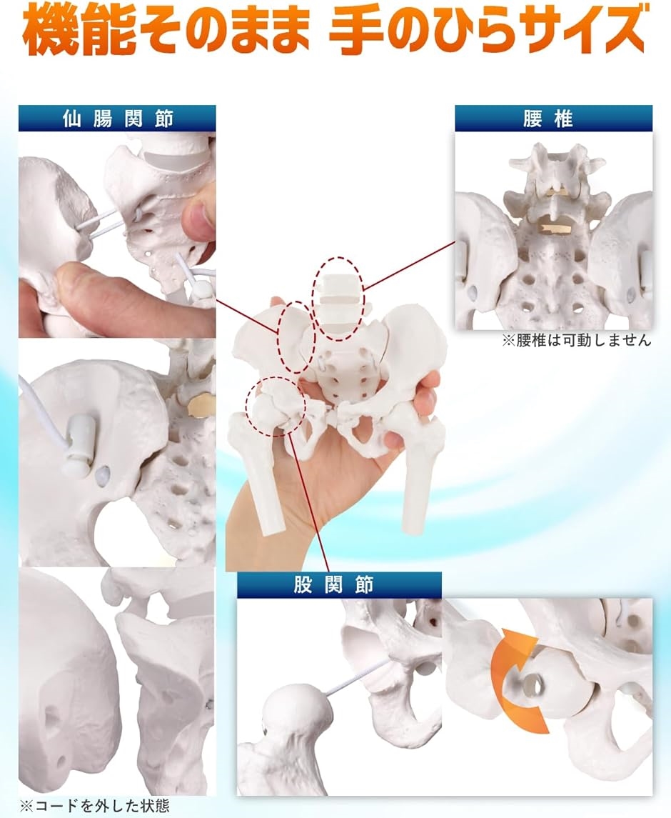 グイッと動かせる大腿骨付きミニ骨盤模型 人体模型 骨模型 理学
