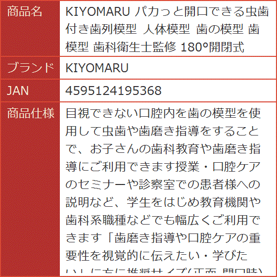 パカっと開口できる虫歯付き歯列模型 人体模型 歯の模型 歯科衛生士
