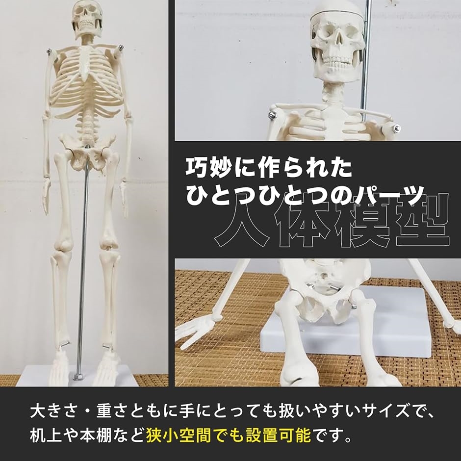 人体模型 骨格標本 全身 直立型 関節可動 骸骨 教材 スタンド
