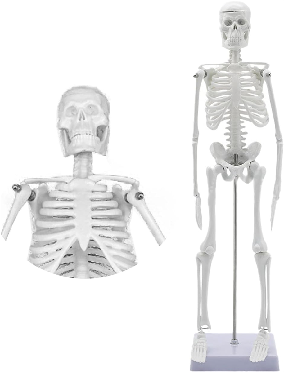 人体模型 45ｃｍ 骨格標本 直立 スタンド 取り外し可能 45cm人体模型( 45cm人体模型)