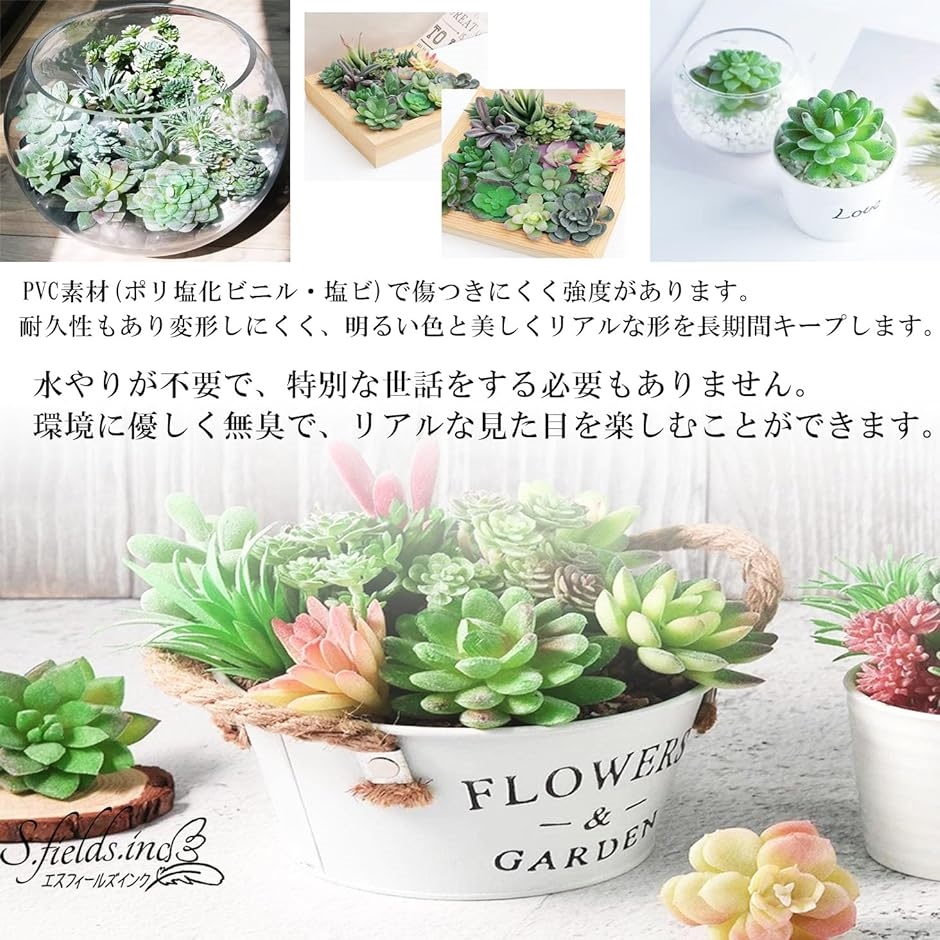 多肉植物 セット - その他多肉植物