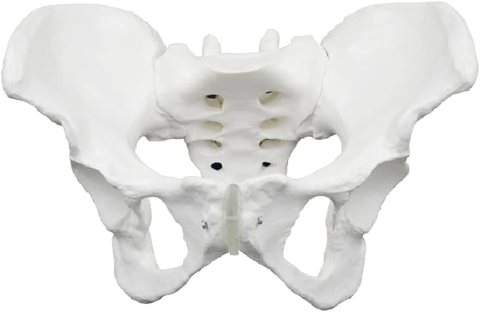 骨盤 模型 女性骨盤モデル 仙腸関節 可動可能 骨模型