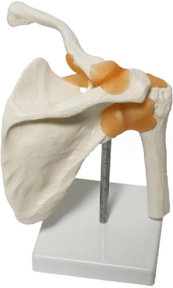 肩関節 鎖骨 肩甲骨 模型 モデル 人体 骨格 標本 靭帯 医学 学習用 実物大