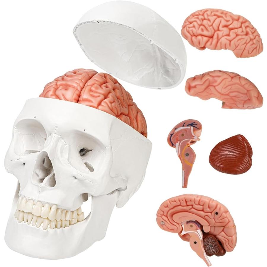 ソフトな質感で8分解できる脳模型と頭蓋骨模型 人体模型 理学療法士監修 等身大 補助マグネット付き｜horikku