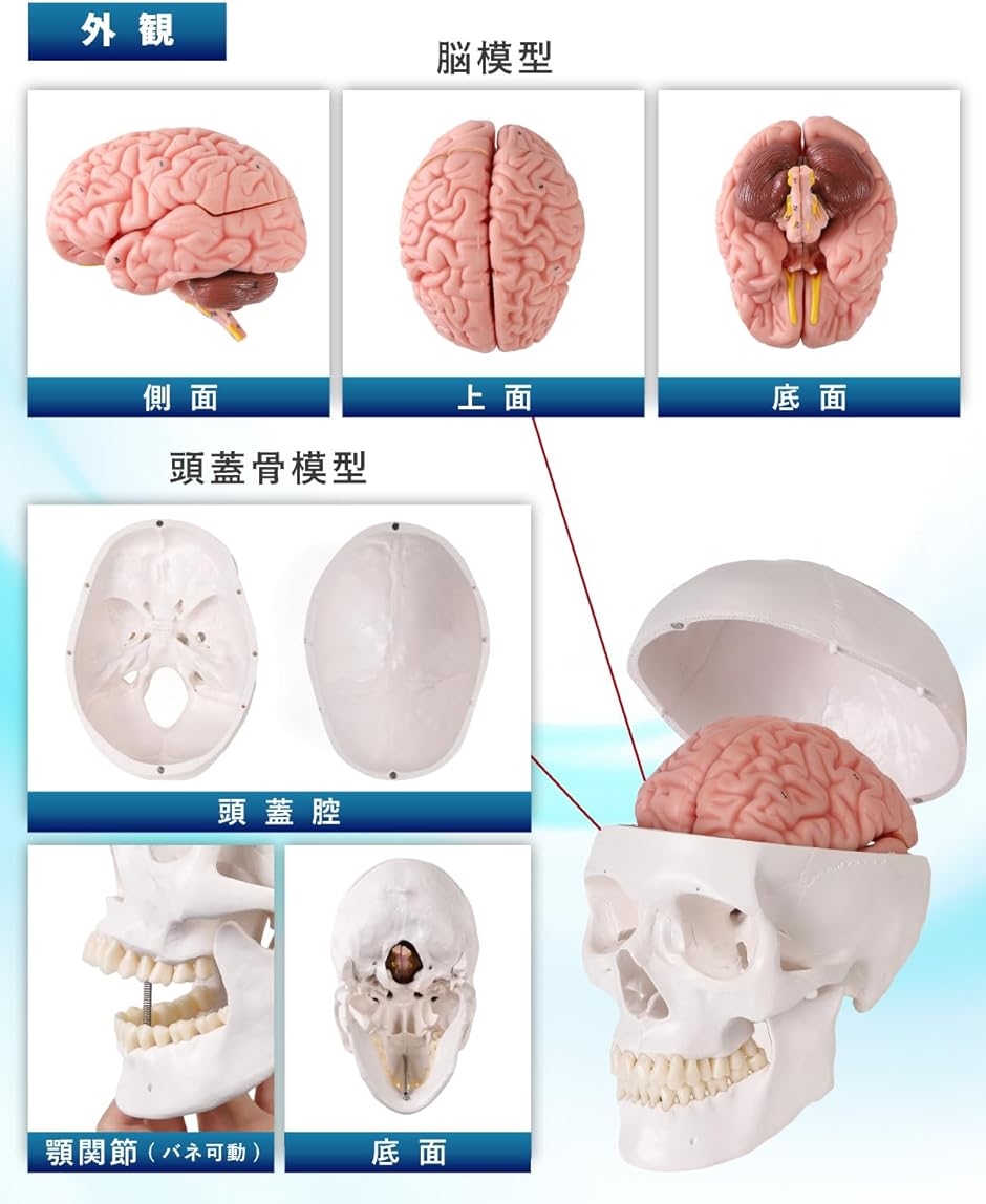 頭蓋骨模型 模型の商品一覧 通販 - Yahoo!ショッピング
