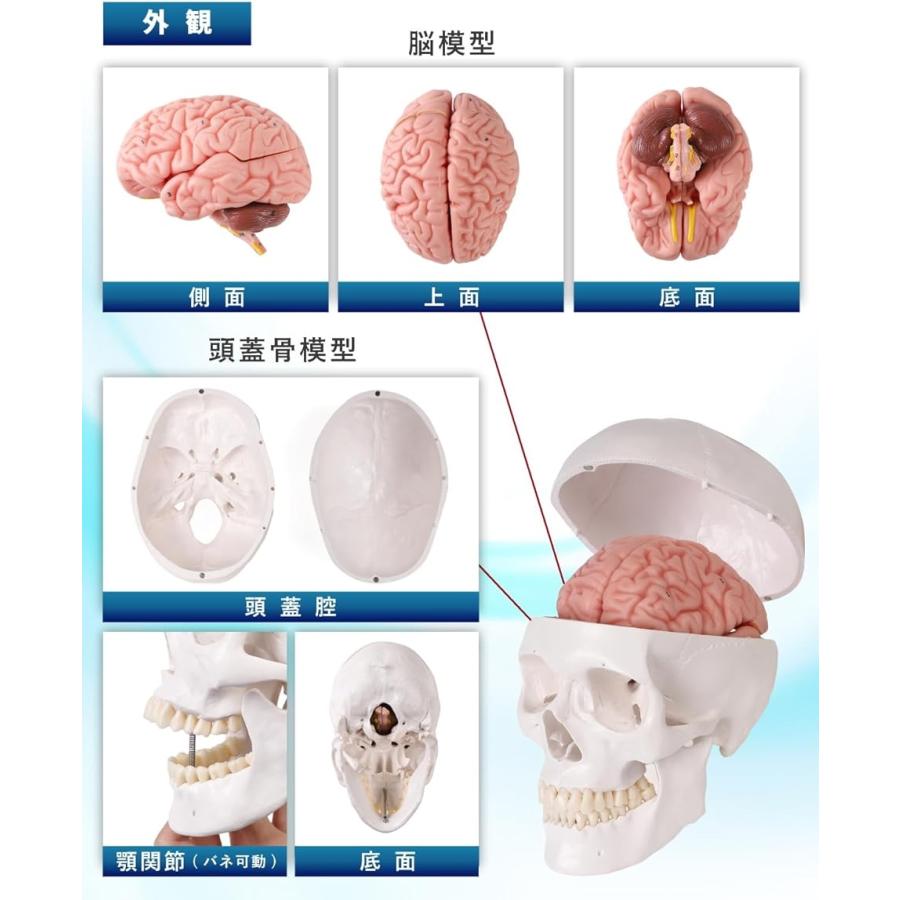 ソフトな質感で8分解できる脳模型と頭蓋骨模型 人体模型 理学療法士監修 等身大 補助マグネット付き｜horikku｜05