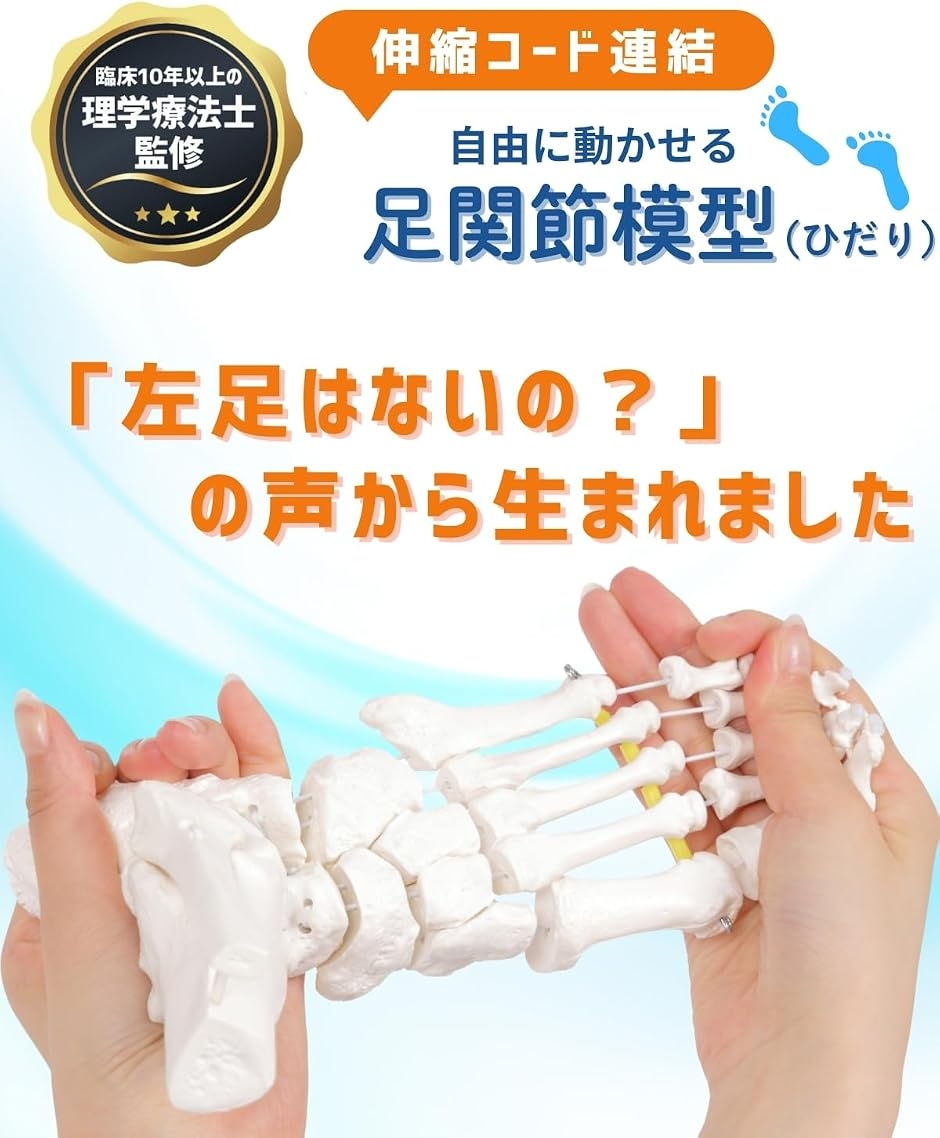 全ての骨を自由に動かせる足関節模型 左足 人体模型 骨格模型 スタンド付き 左足 ビヨーンと伸びて全ての骨を自由に動かせる足関節模型 左足 理学療法士