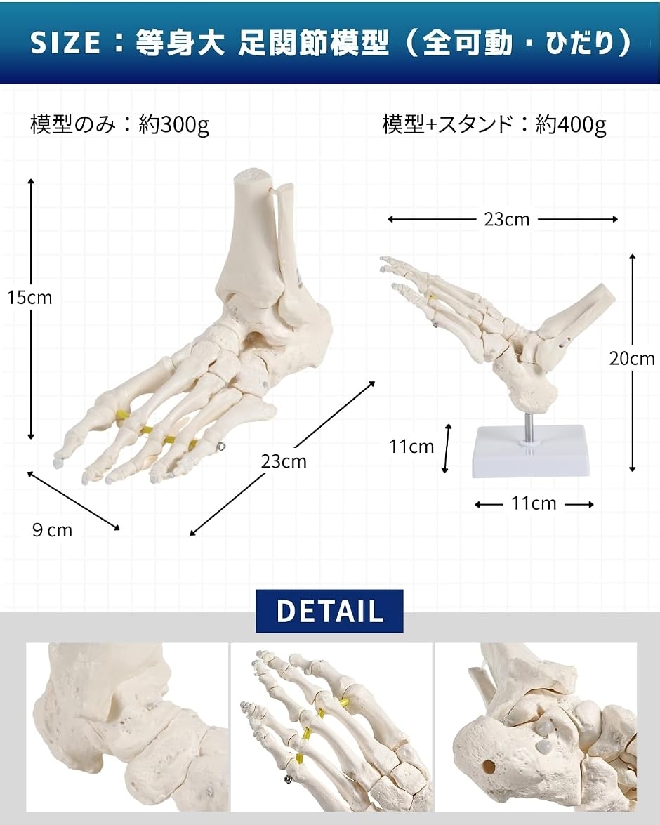 ビヨーンと伸びて全ての骨を自由に動かせる足関節模型 左足 理学療法士