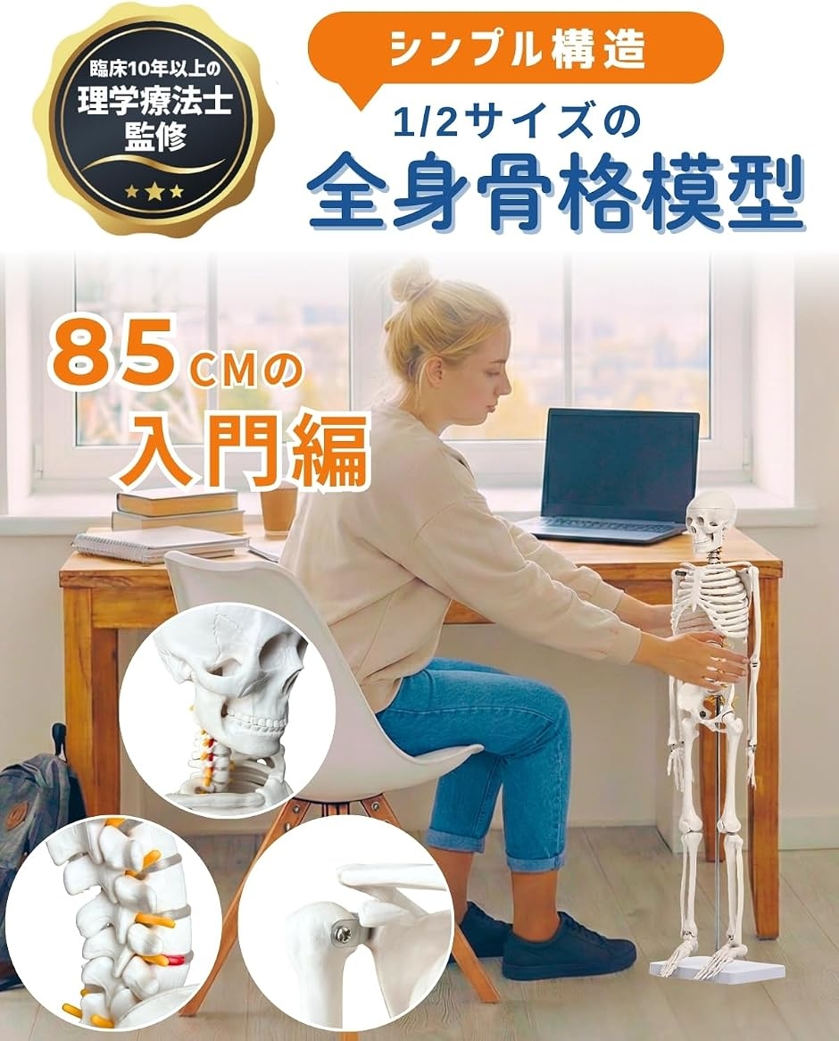 リアルで再現性の高い1/2サイズの全身骨格模型 人体模型 骨模型 理学