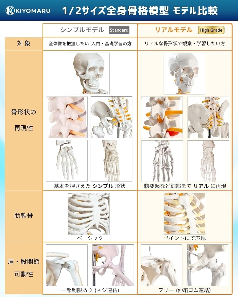ソムソ 骨格模型の商品一覧 通販 - Yahoo!ショッピング