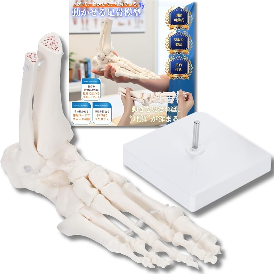 動かして理解できる 足骨模型 可動式 伸縮コード連結 人体模型 骨格