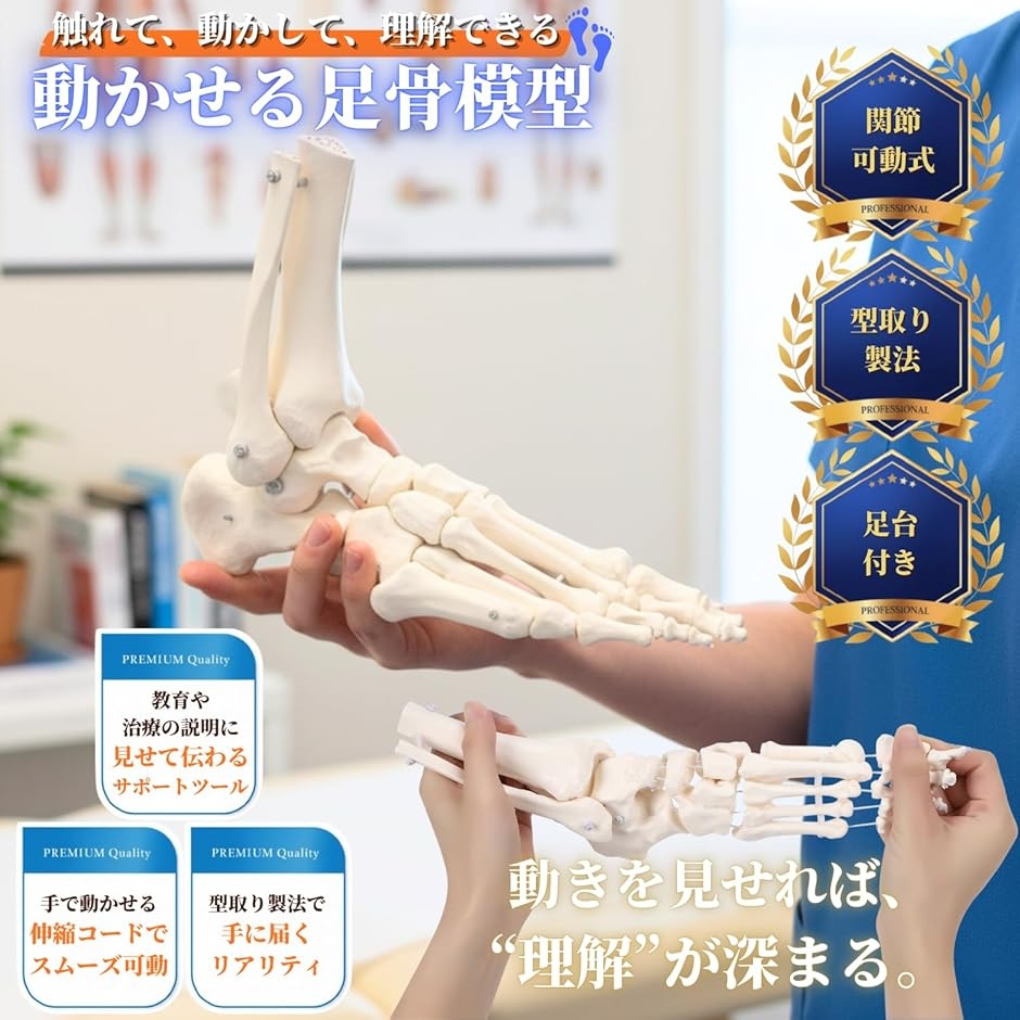 動かして理解できる 足骨模型 可動式 伸縮コード連結 人体模型 骨格