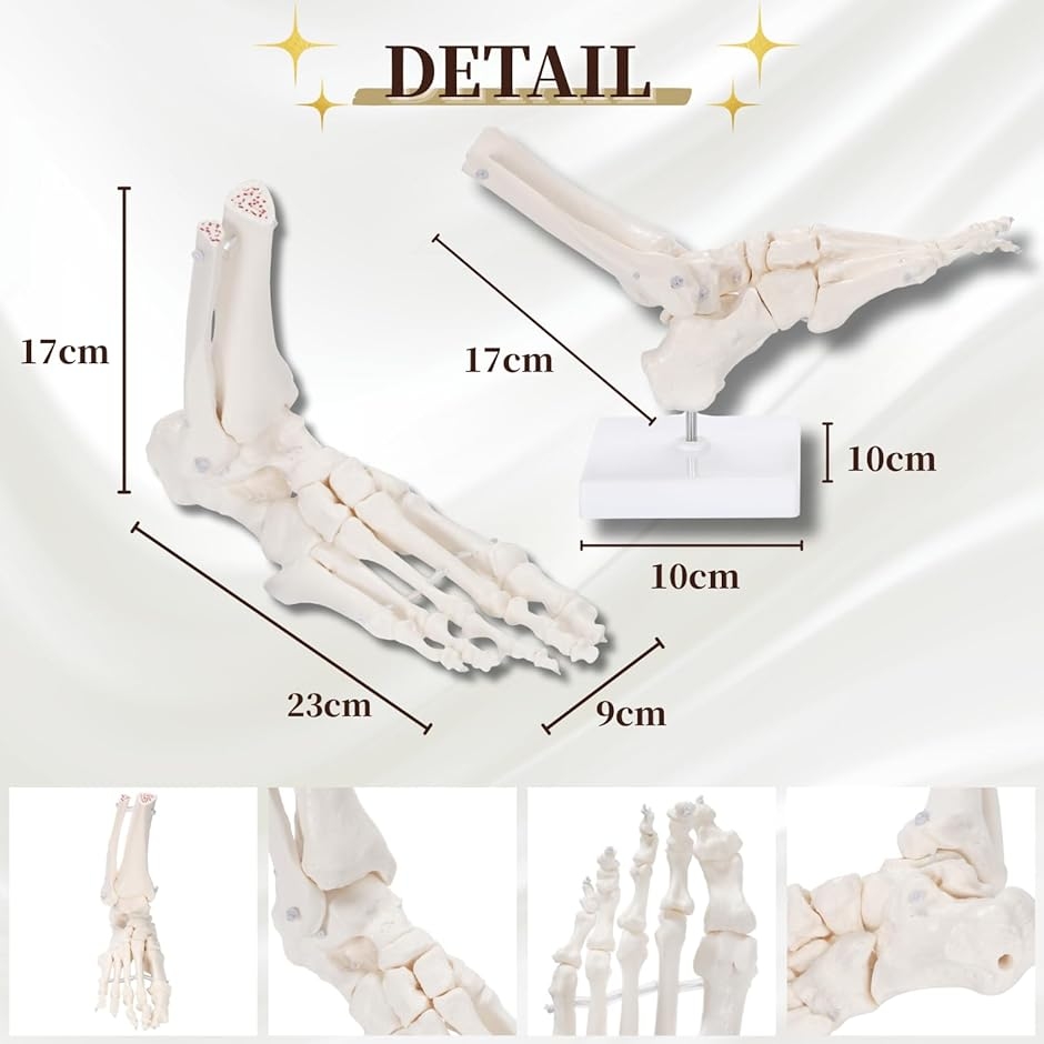 動かして理解できる 足骨模型 可動式 伸縮コード連結 人体模型 骨格