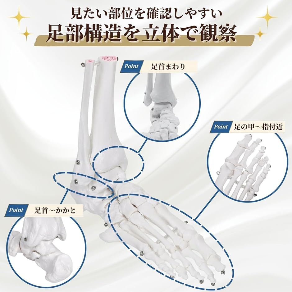 足骨模型 人体模型 骨格模型 骨格標本 学習・説明用 足模型 : スピード