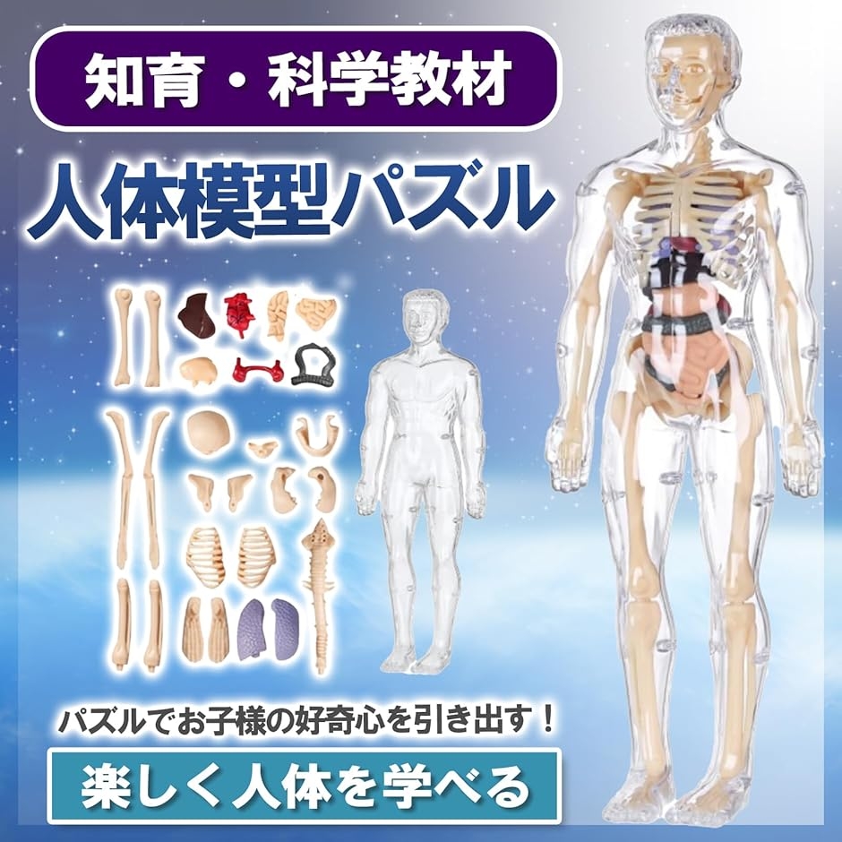 MONOSTORE 人体模型 パズル 3D 解剖モデル 教育用 おもちゃ 骨格模型