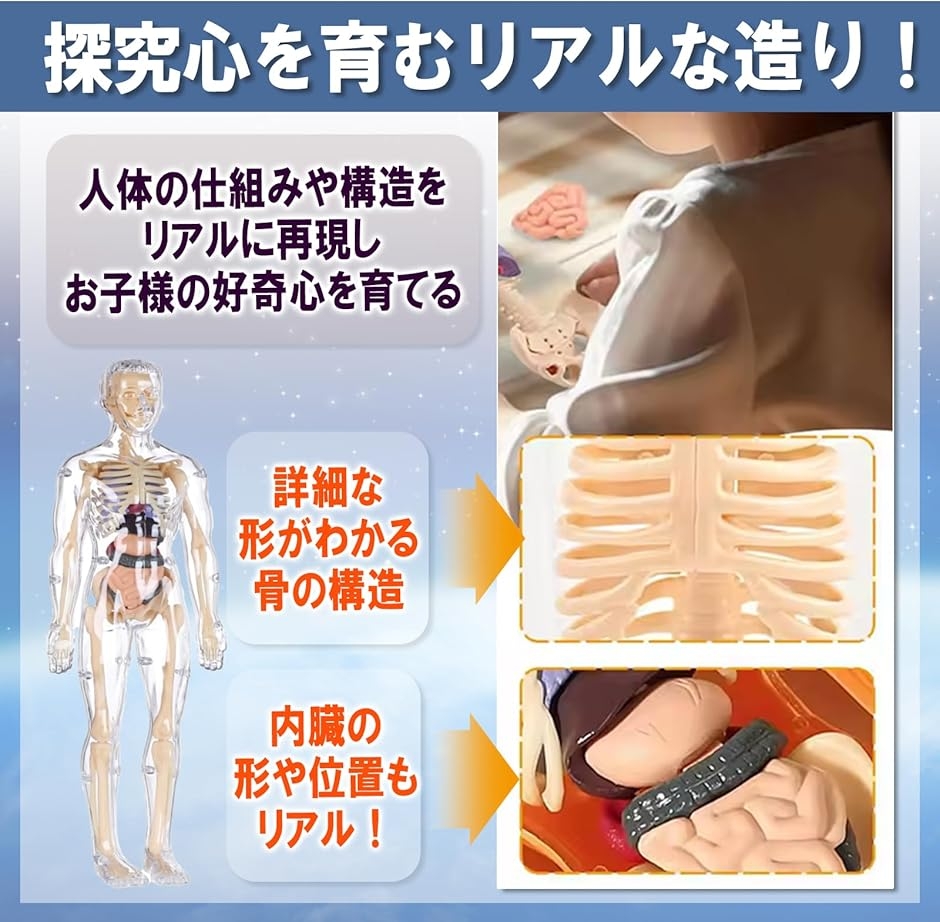 MONOSTORE 人体模型 パズル 3D 解剖モデル 教育用 おもちゃ 骨格模型