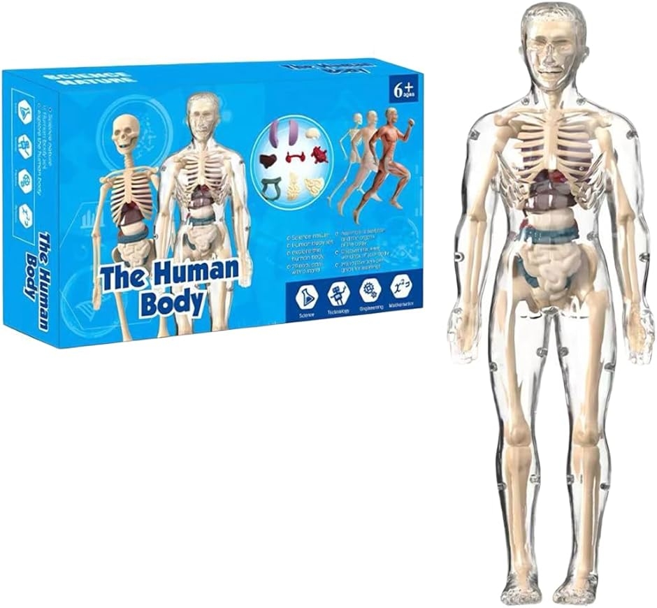 人体模型 骸骨 骨模型 おもちゃ 骨格模型 人体パズル 理科学習 (クリア