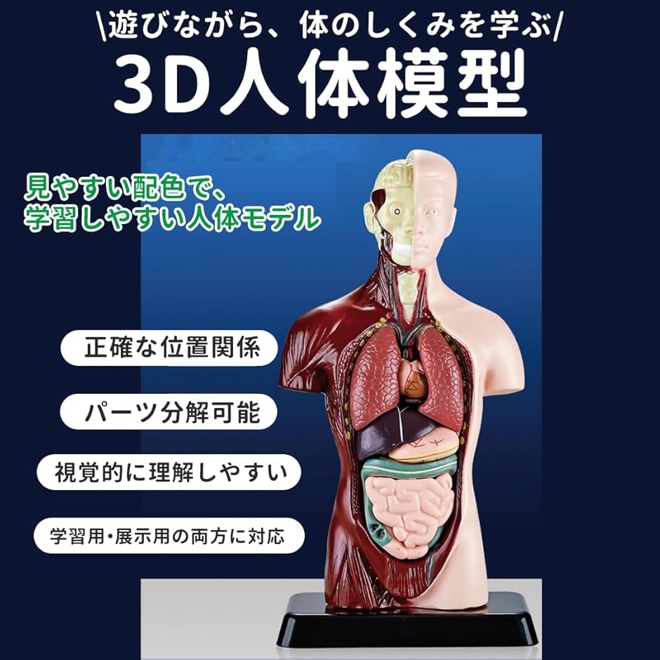 人体模型 骸骨 骨模型 おもちゃ 骨格模型 人体パズル 理科学習 (クリア