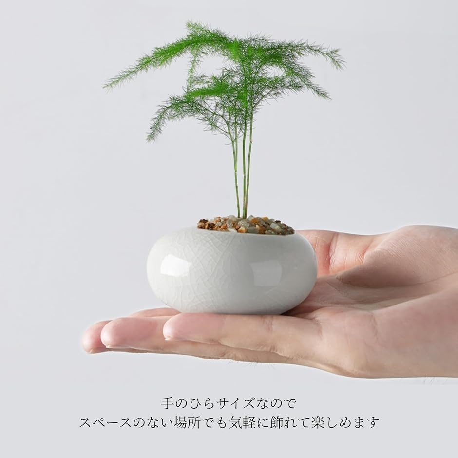 植木鉢 ミニサイズ 2型セット 筒型 豆鉢 陶器 氷裂模様 貫入 ミニ盆栽