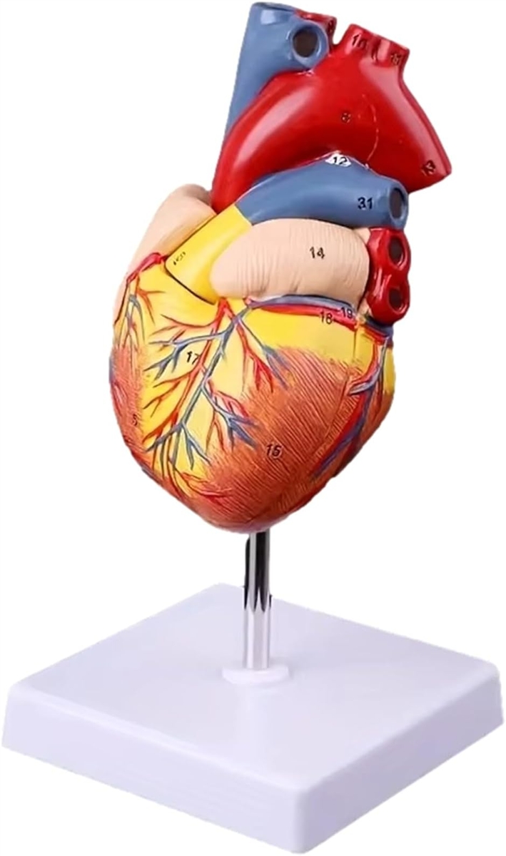 心臓模型 1:1 実物大 心臓標本 立体 解剖モデル 人体模型 構造 医学