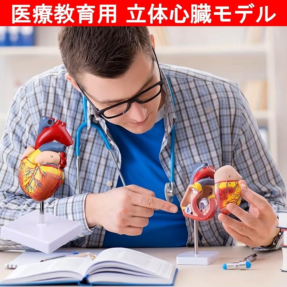 心臓模型 1:1 実物大 心臓標本 立体 解剖モデル 人体模型 構造 医学