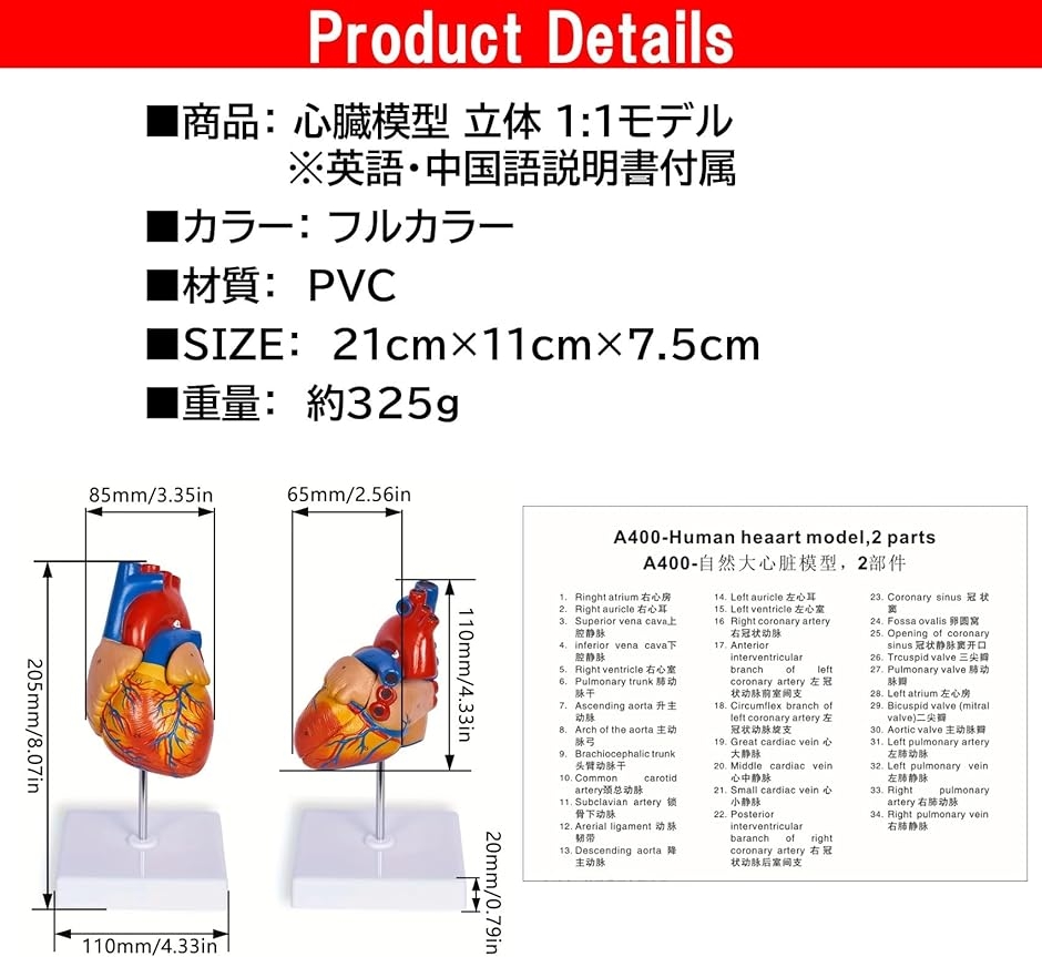 心臓模型 1:1 実物大 心臓標本 立体 解剖モデル 人体模型 構造 医学
