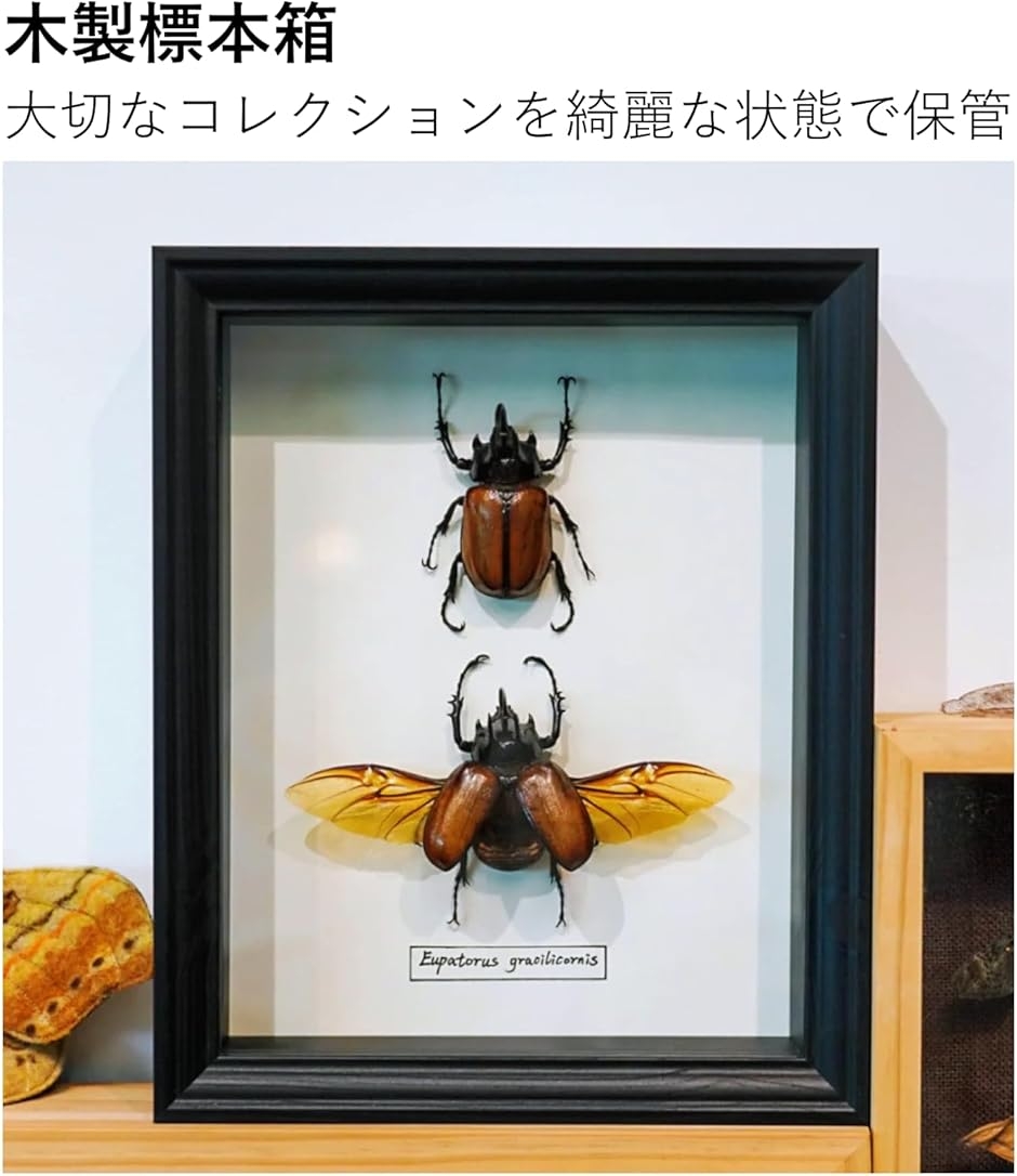 標本箱 シーラケース 昆虫 小型 木製 MDF (ブラック, 23x18x5.8cm