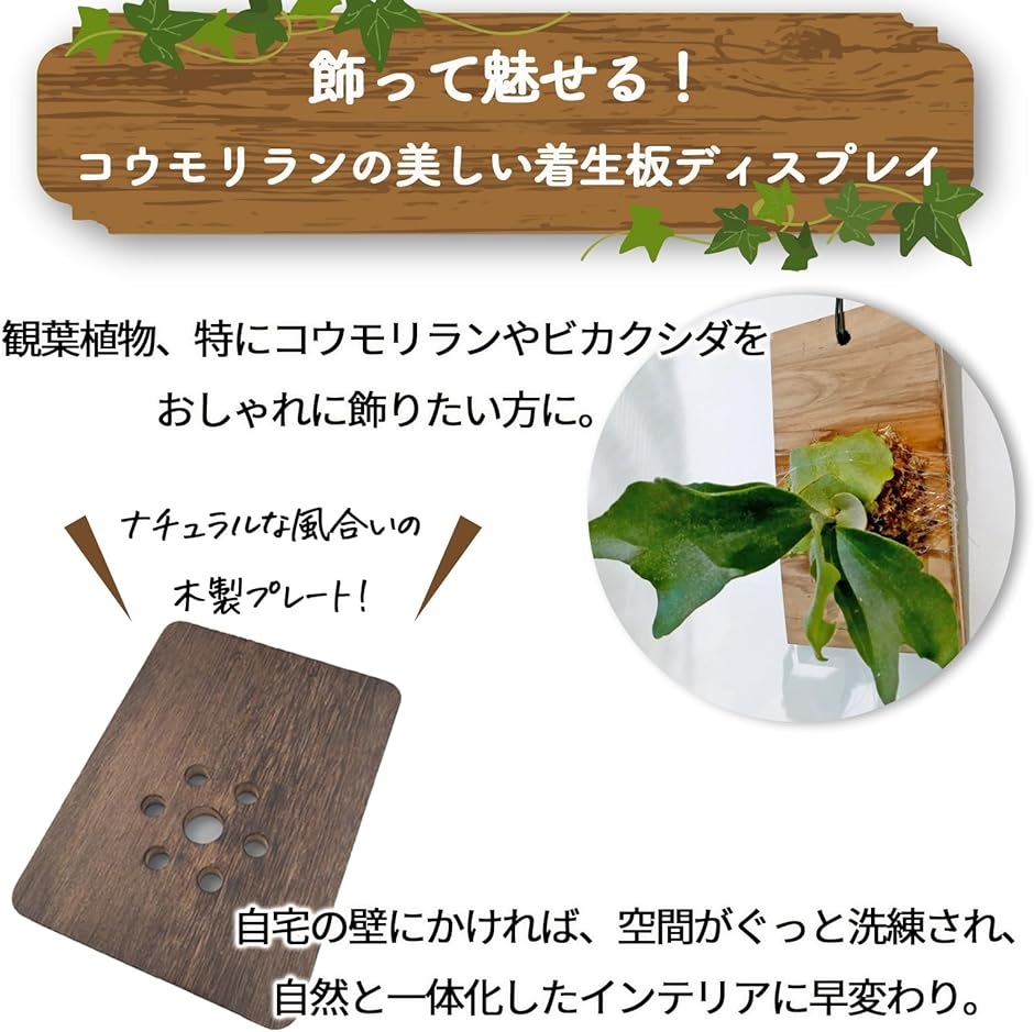 ビカクシダ 板のおすすめ人気商品一覧 通販 - Yahoo!ショッピング