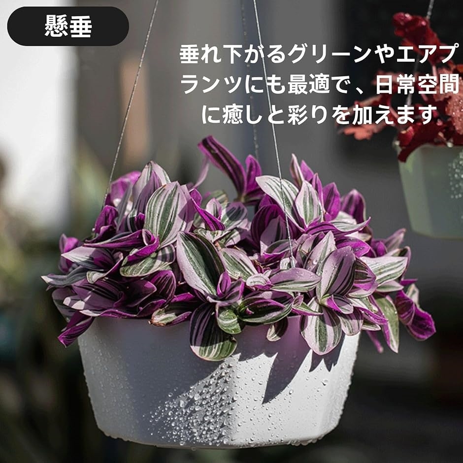 HOTQ ハンギングプランター 室内 吊り下げ 壁掛け 植木鉢 観葉植物(白
