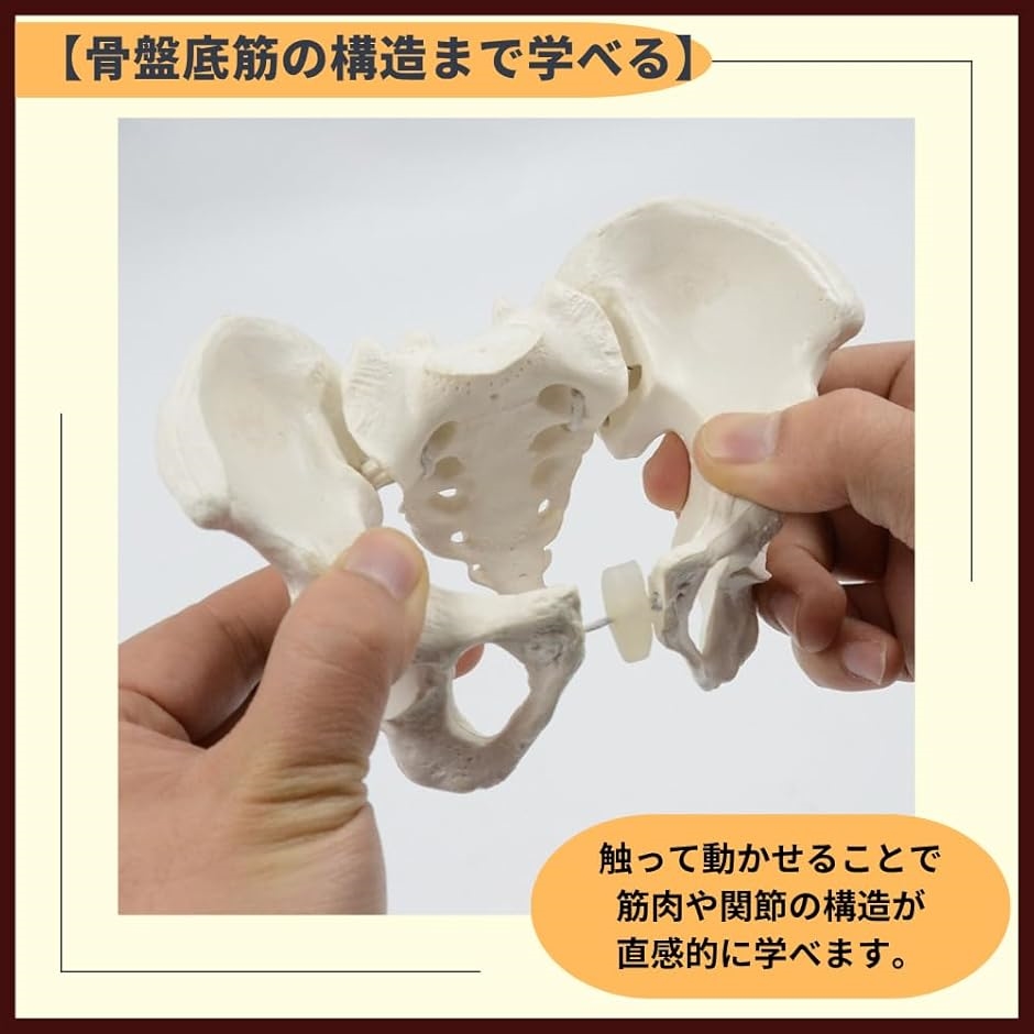 骨盤 女性 骨模型 人体模型 ミニ模型 女性骨盤模型大腿骨付 A62｜