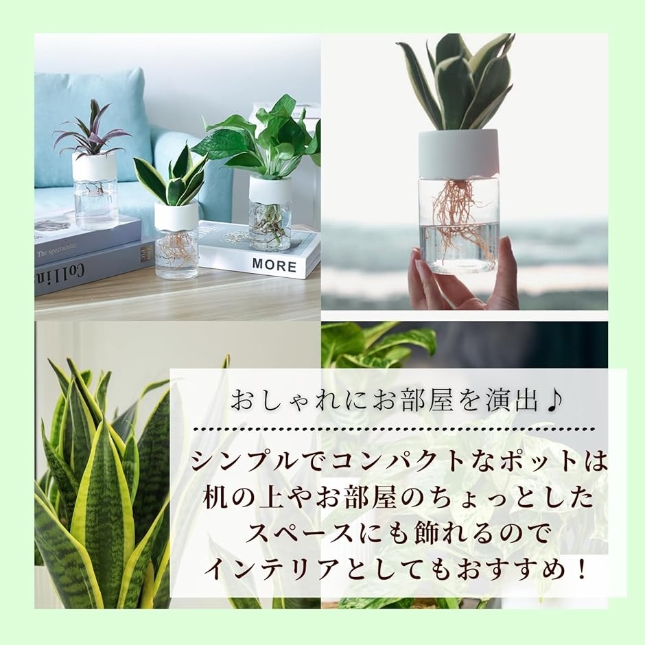 ハイドロカルチャー 水耕栽培 観葉植物 育成キット スポンジ付 透明