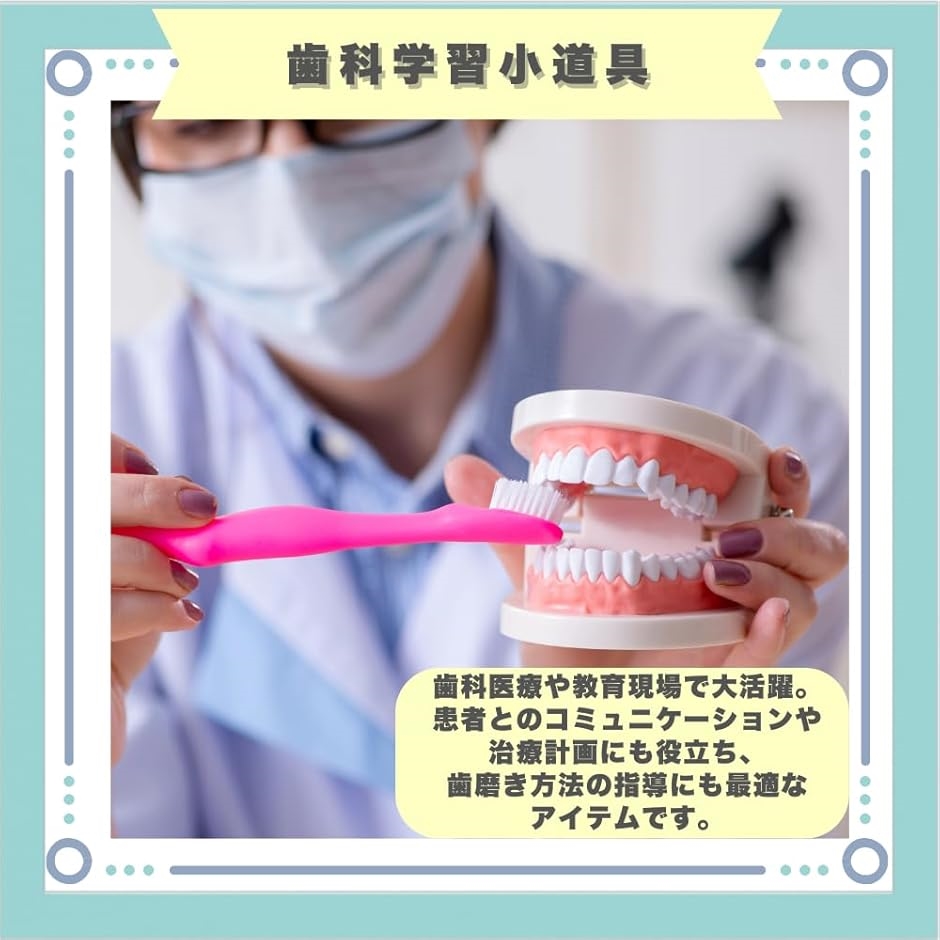 歯科模型 上顎 下顎 教育用 歯 模型 歯医者 おもちゃ 歯磨き 舌模型 教育 上顎/下顎モデル