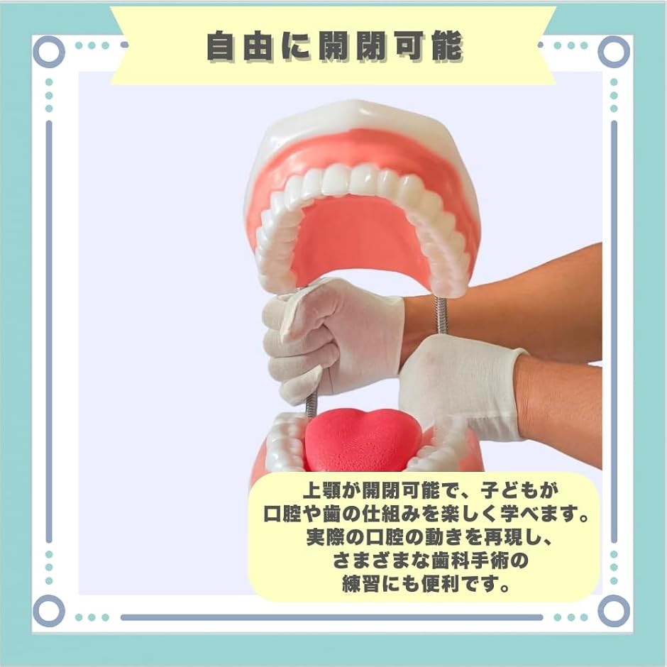 歯科模型 上顎 下顎 教育用 歯 模型 歯医者 おもちゃ 歯磨き 舌模型 教育 上顎/下顎モデル