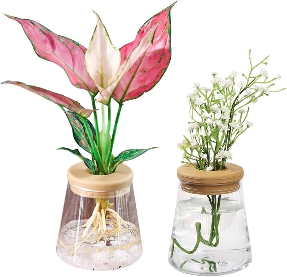 ハイドロカルチャー 水耕栽培 観葉植物 育成キット 透明 プラスチック