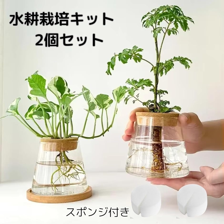 ハイドロカルチャー 水耕栽培 観葉植物 育成キット 透明 プラスチック