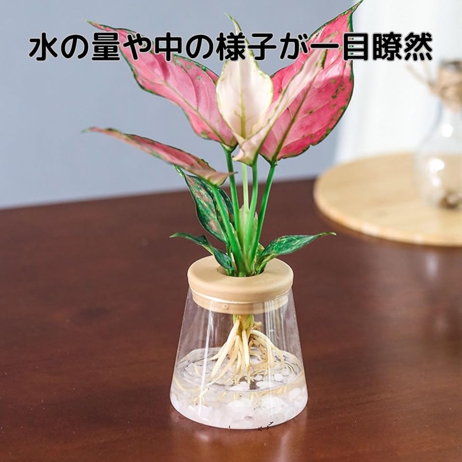 ハイドロカルチャー 水耕栽培 観葉植物 育成キット 透明 プラスチック
