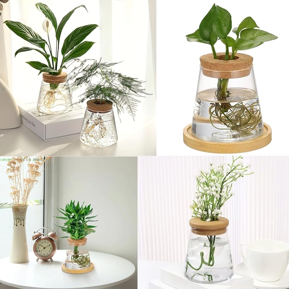 ハイドロカルチャー 水耕栽培 観葉植物 育成キット 透明 プラスチック