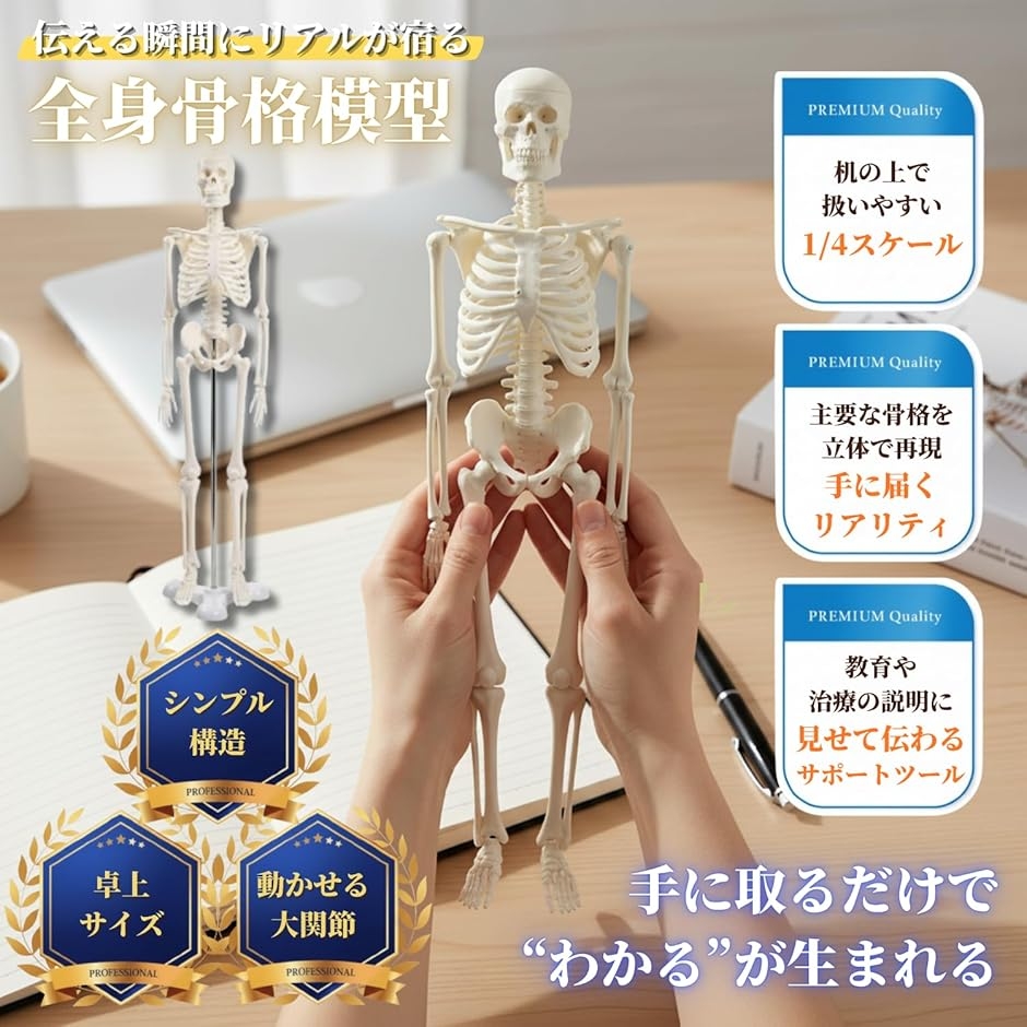 シンプルな1/4サイズの全身骨格模型 人体模型 ミニ 骨格標本 骨模型 シンプルな1/4サイズの全身骨格模型 人体模型 ミニ 骨格標本 骨模型