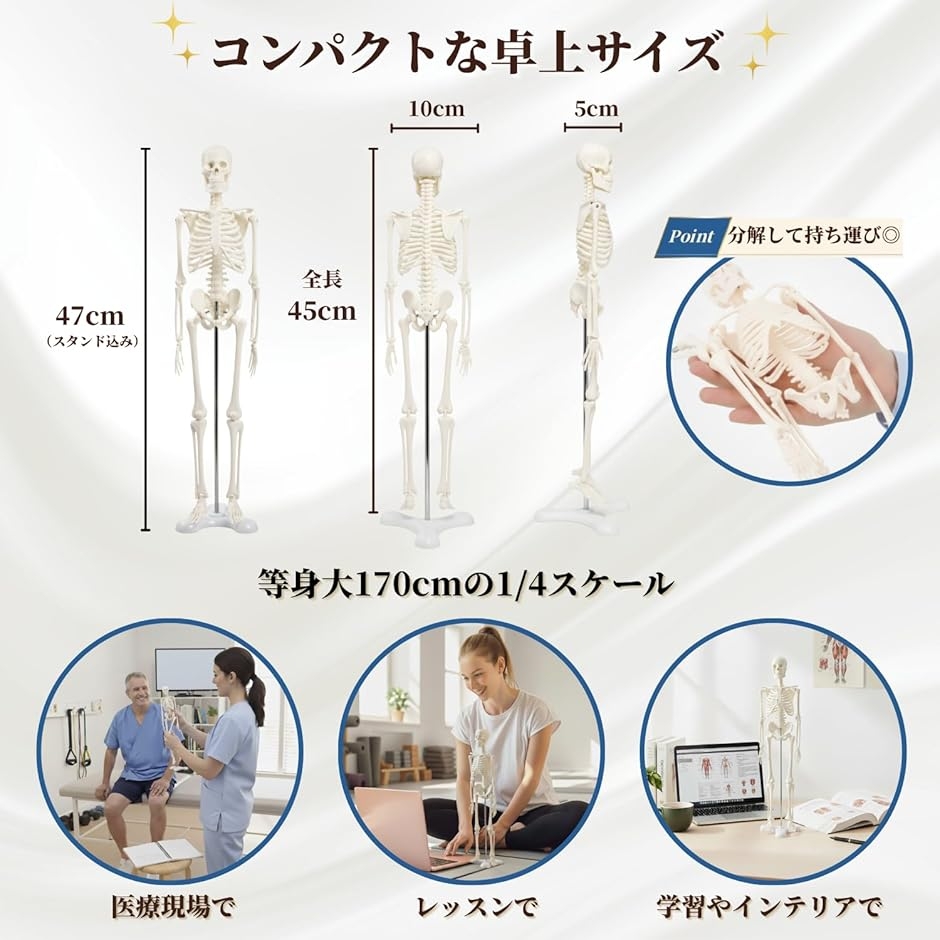 シンプルな1/4サイズの全身骨格模型 人体模型 ミニ 骨格標本 骨模型