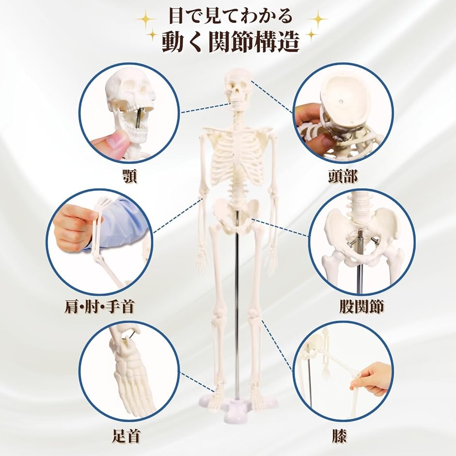 ちーこさん 3点セット 足関節模型　1/4骨格 骨盤大 シンプルな1/4サイズの全身骨格模型 人体模型 ミニ 骨格標本 骨模型