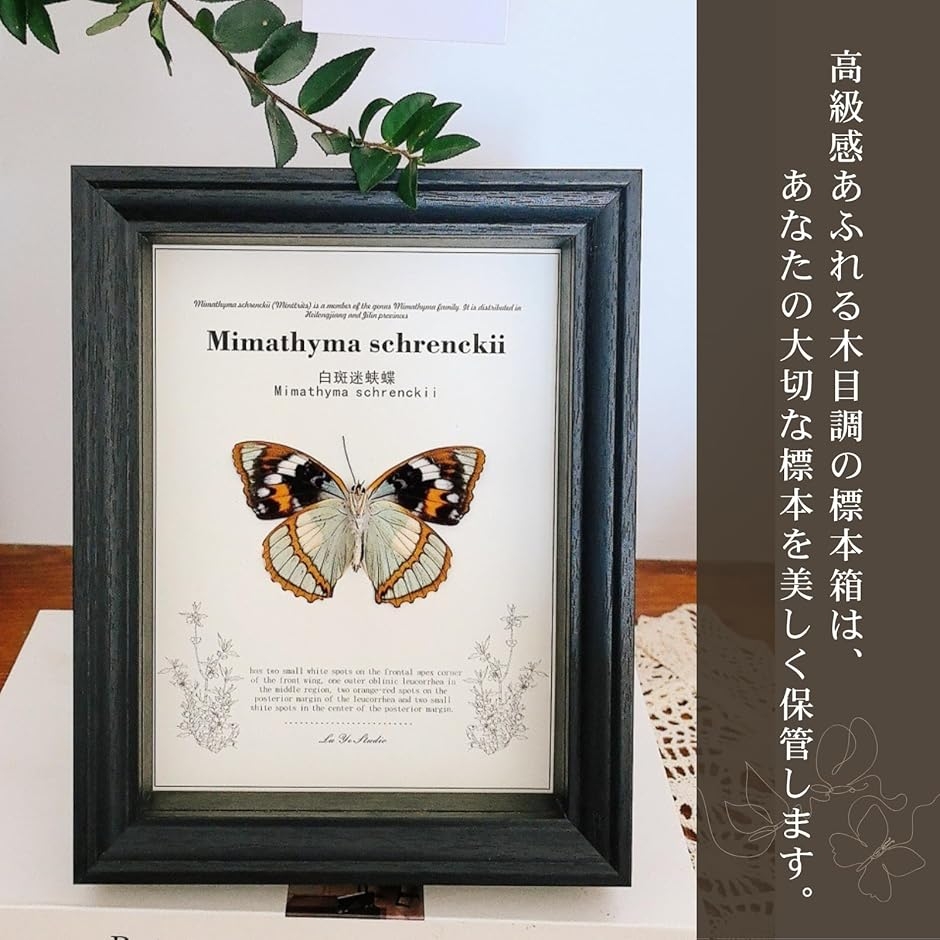 標本箱 シーラケース 蝶 小型 木製 (ブラック, 外寸13x13x3.8cm 内寸