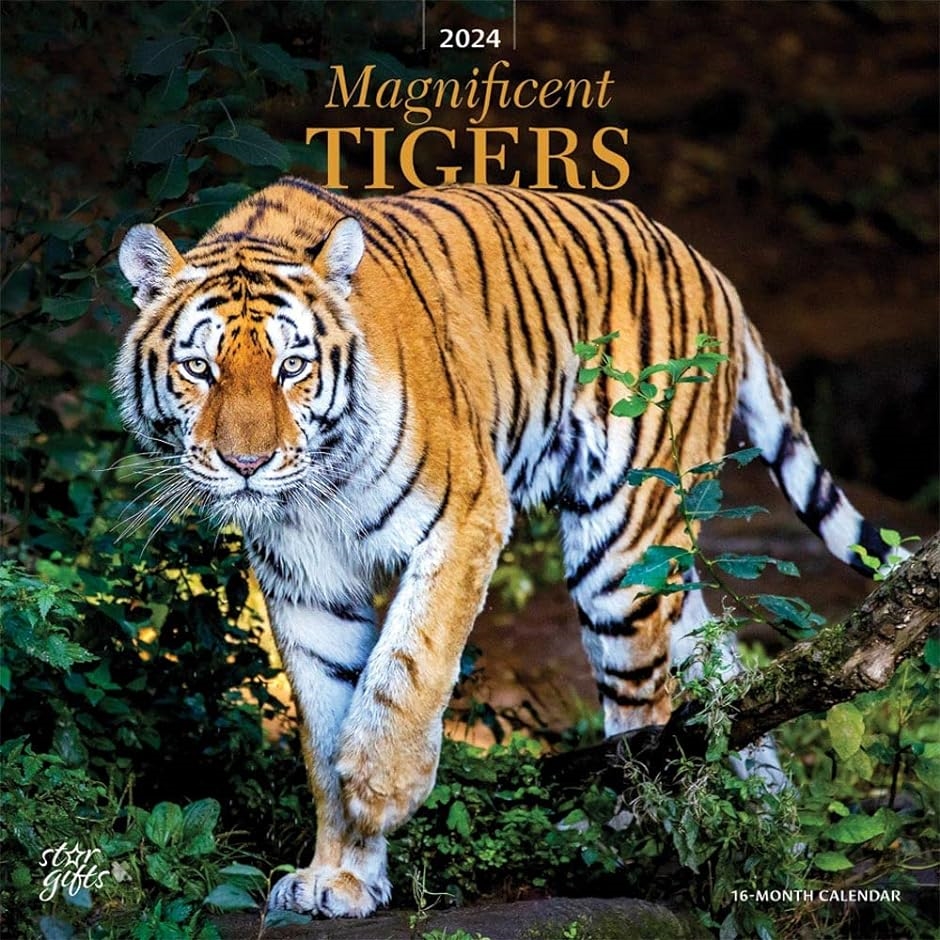 タイガー2024年 令和6年 30 x 60cm 壁掛けカレンダー スターギフト 野生動物 動物園 トラ 虎｜horikku