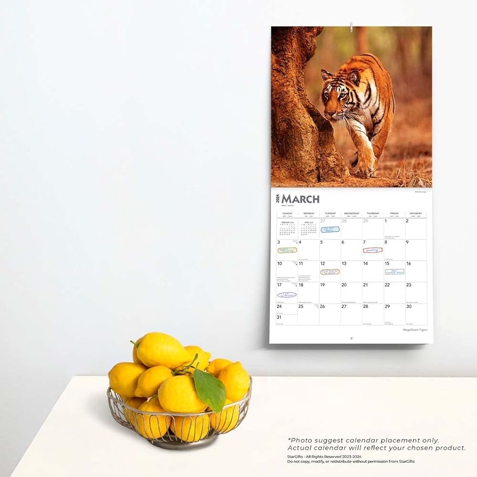 タイガー2024年 令和6年 30 x 60cm 壁掛けカレンダー スターギフト 野生動物 動物園 トラ 虎｜horikku｜02